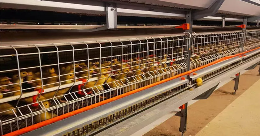 Laminated Breeding Equipment System for Broiler Duck
