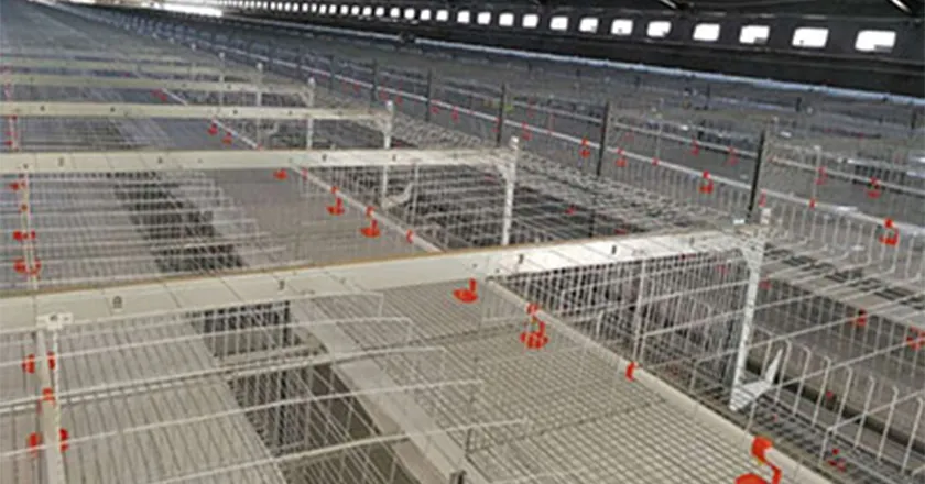 Laminated Breeding Equipment System for Broiler Duck