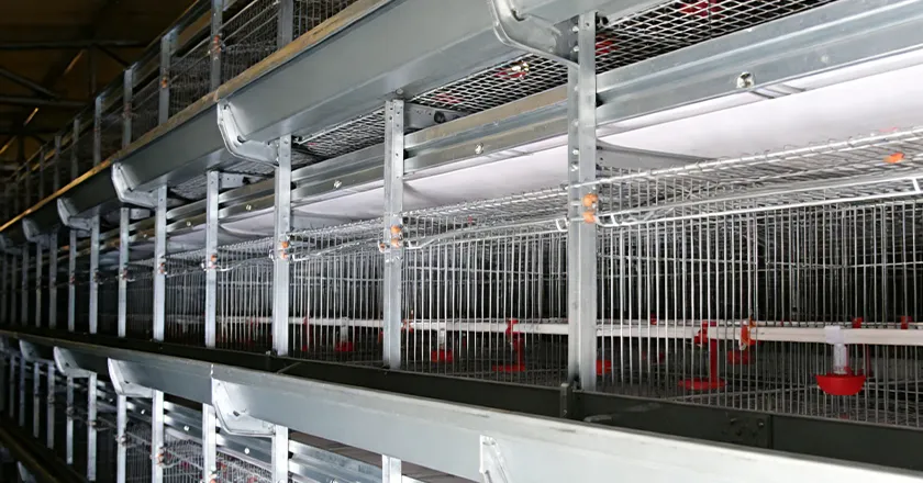 Laminated Breeding Equipment System for Broiler Duck