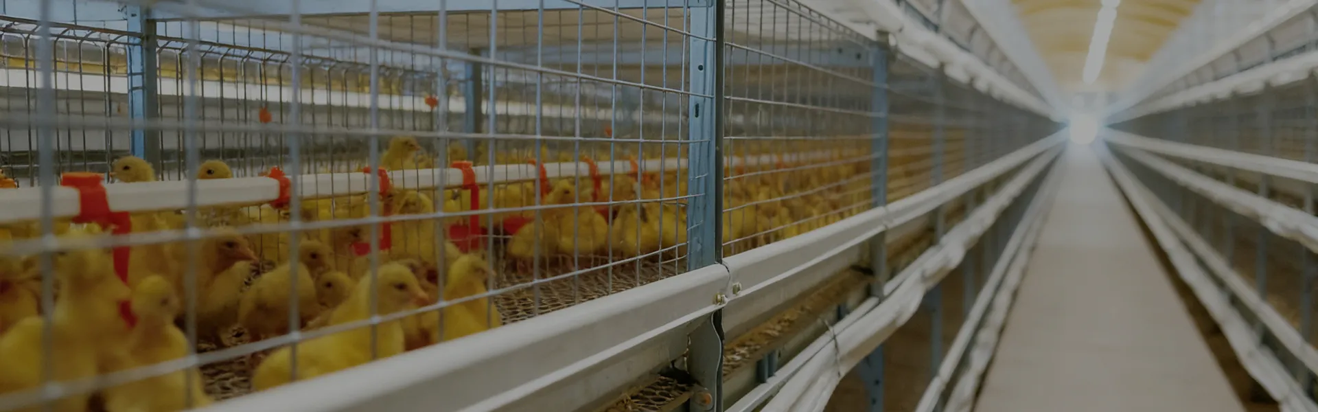 Laminated Breeding Equipment System for Broiler Duck