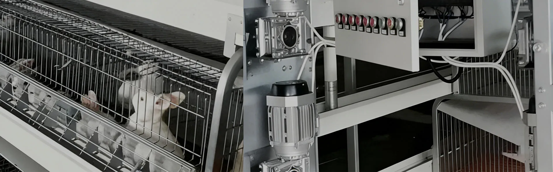 Step 24 Cage Automatic Feeding Machine for Rabbits