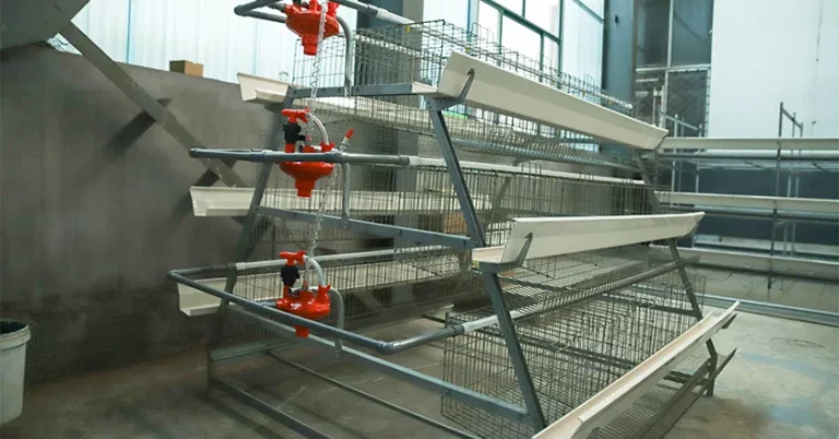 A-Type vs. H-Type Battery Cage: A Head-to-Head Comparison for Modern Poultry Farming