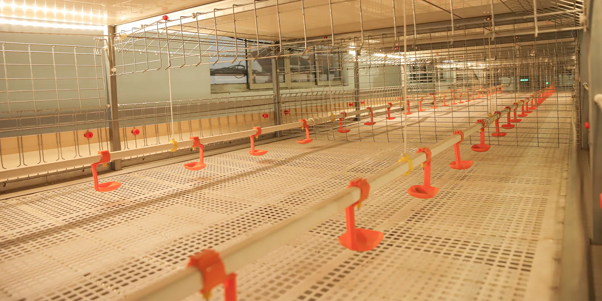 Broiler Flat-Feeding Equipment vs Cage Systems: How to Choose 2 H-Type Automatic Broiler Cage with Harvesting System
