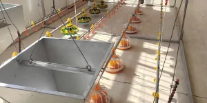 Broiler Floor Farming Equipment