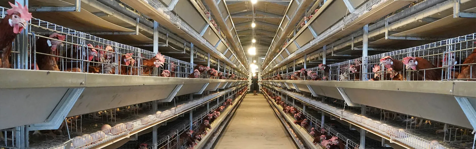 Cold Storage for Egg and Poultry Products: Sizing Basics 2 Egg Production Solutions