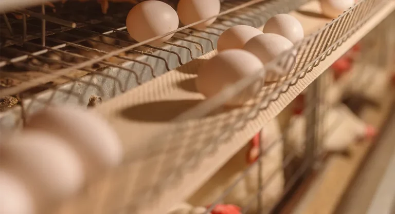 Layer Chicken Cage: How to Choose the Right Cage System for a Profitable Poultry Farm