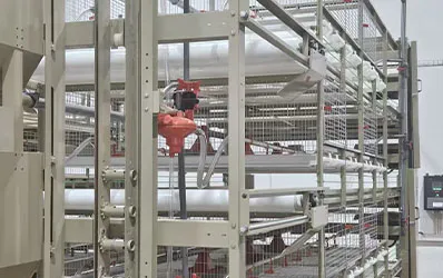 Multi-tier H-type layout maximizes house space for broilers.