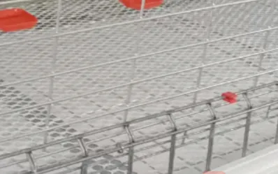 Smooth galvanized cage mesh