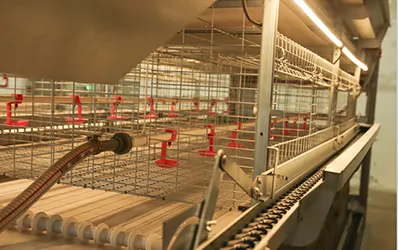 Fully Automatic Brooding Cage for Layer Hens: A Buyer's Guide 4 Fully Automatic Layer Brooder Cages