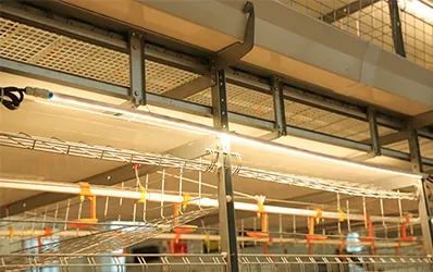 In-Cage Lighting System