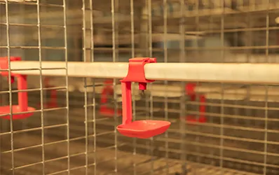 Clean nipple drinkers for easy chick water intake.