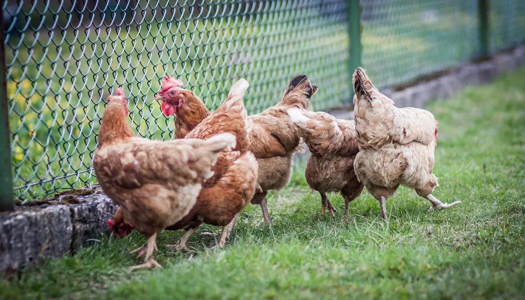upgrading a coop chicken house into an automatic broiler cage system