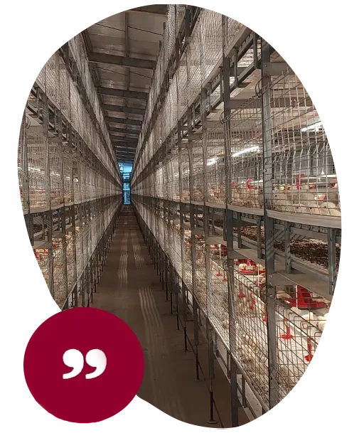 Broiler breeder farm in Belgium