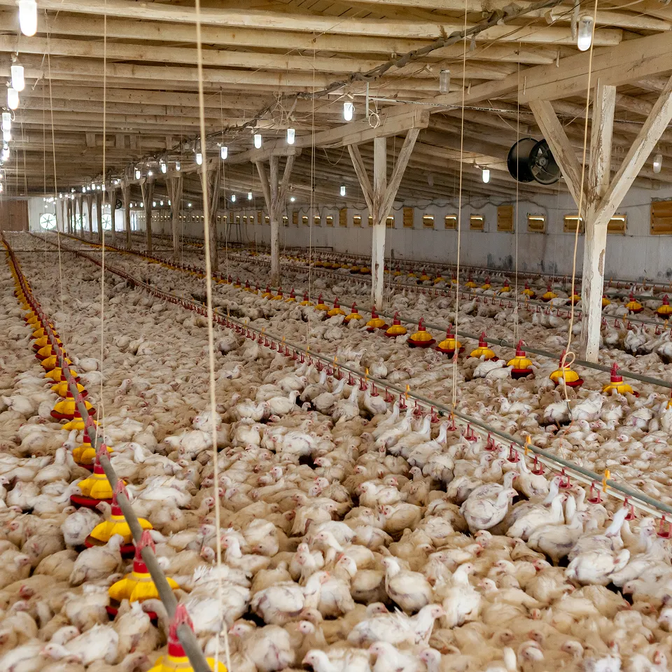 Feed and water layout