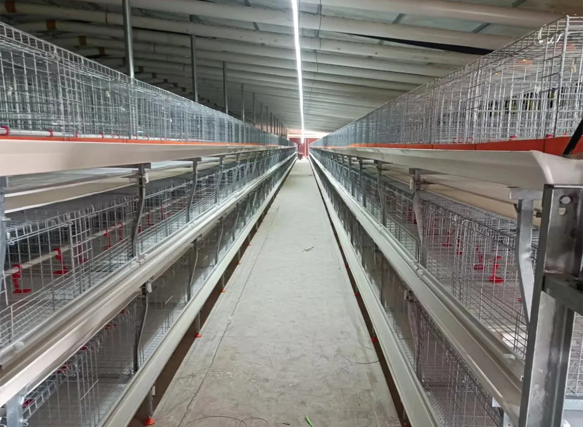 H-Type Simple Broiler Cage
