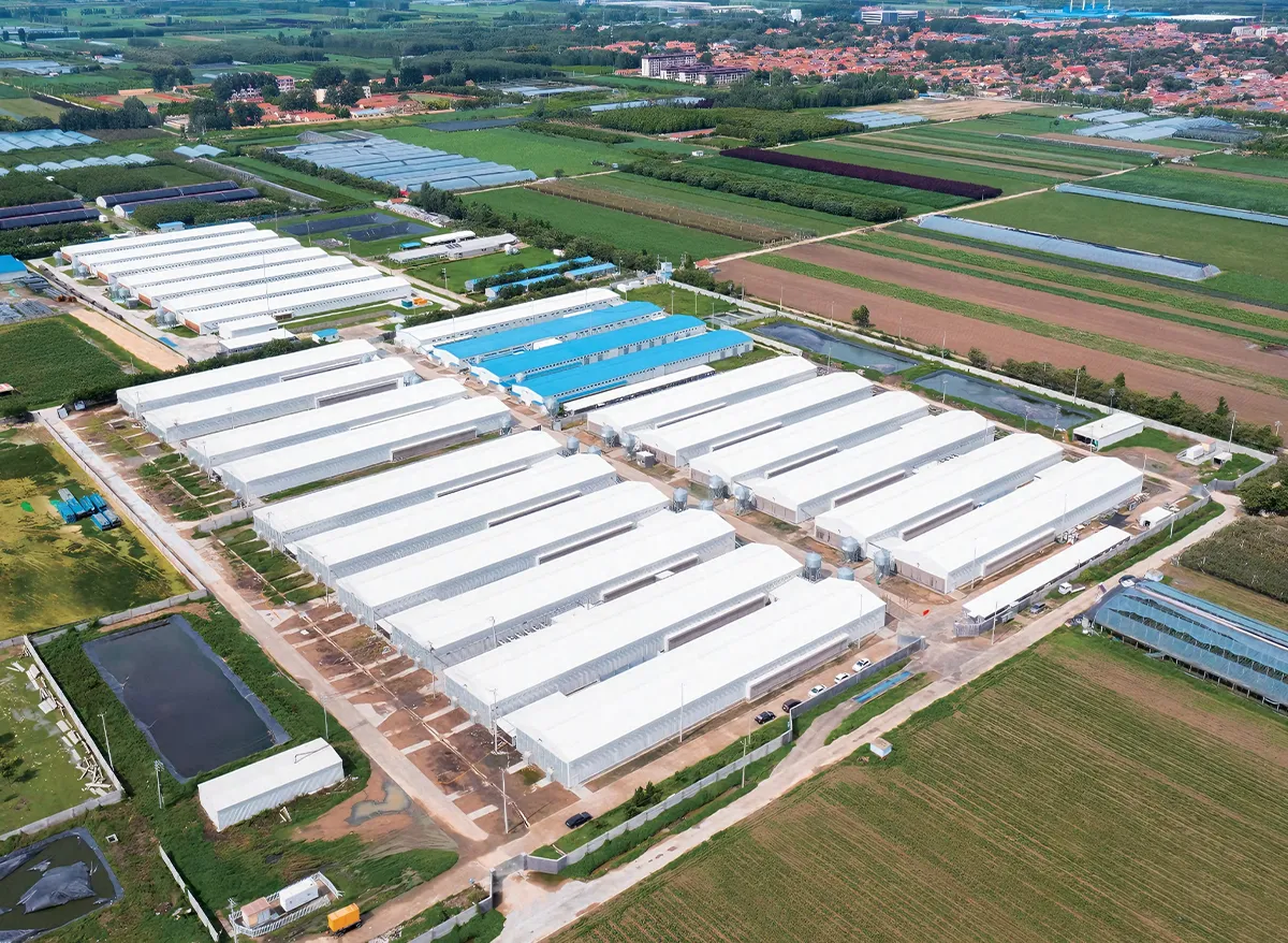 Steel Structure Poultry House