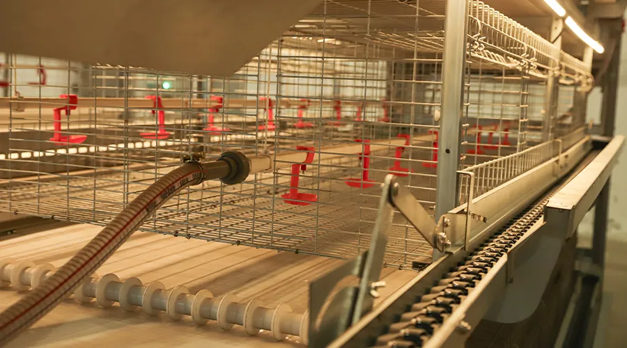 H-Type Automatic Broiler Cage with Harvesting System