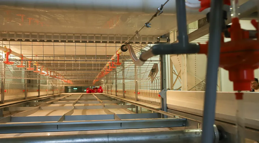 H-Type Automatic Broiler Cage with Harvesting System