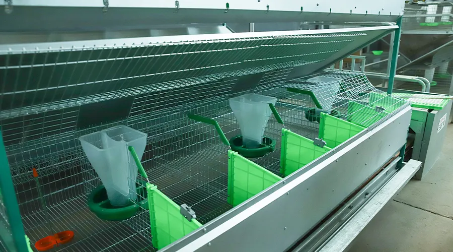 European Style Breeding Integrated 24-Cage Automatic Rabbit Feeding System