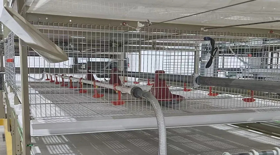 H-Type Semi-Automatic Broiler Cage with Pull-Out Harvesting System