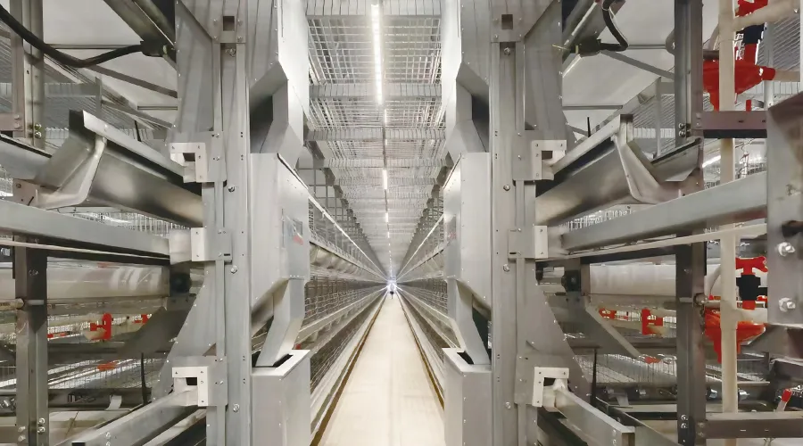 Chain-Type Automatic Feeding System