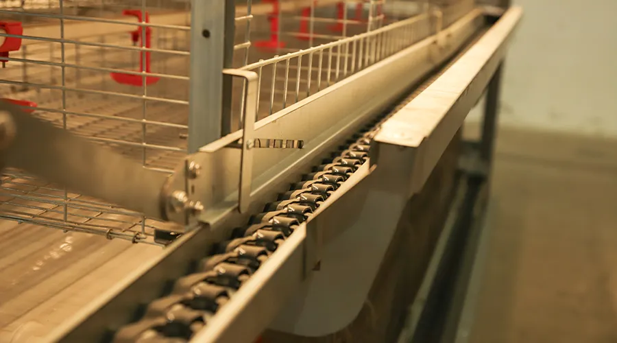 H-Type Automatic Broiler Cage with Harvesting System