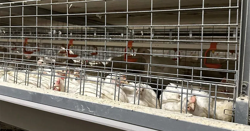 H-Type Automatic Broiler Battery Cage System