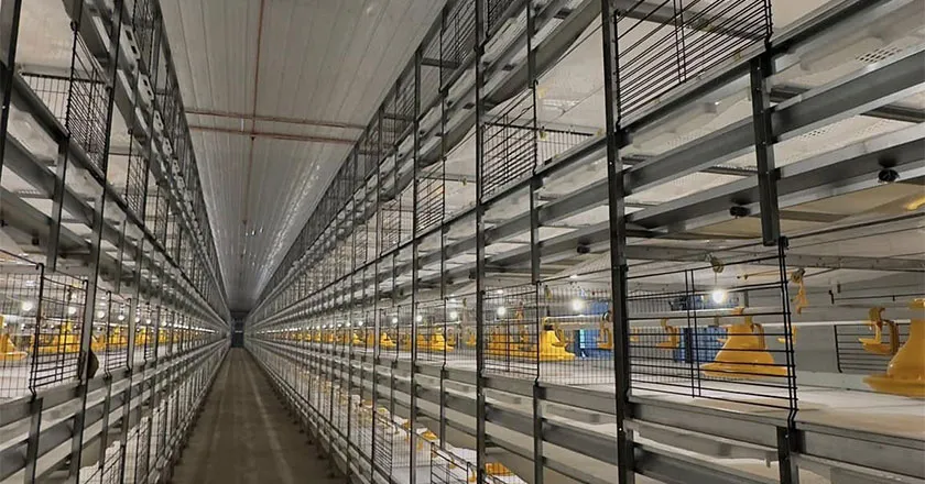 H-Type Automatic Broiler Battery Cage System