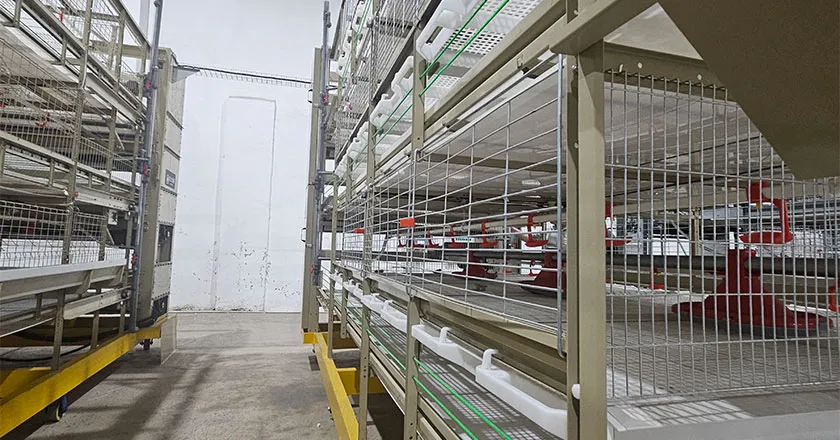 H-Type Semi-Automatic Broiler Cage with Pull-Out Harvesting System