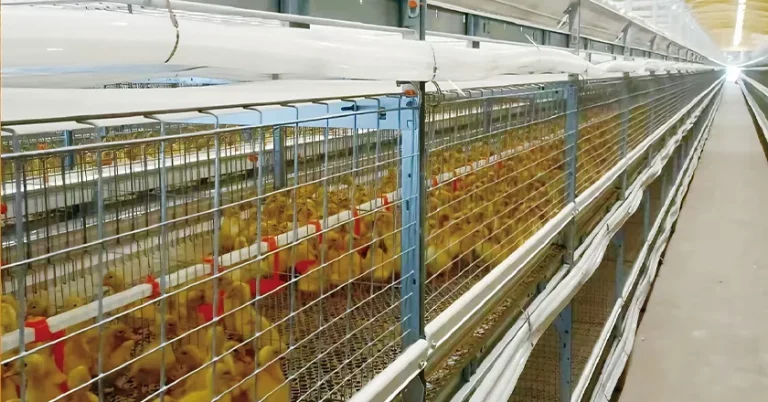 Laminated Breeding Equipment System for Broiler Duck