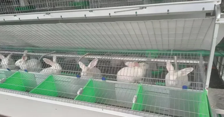 European Style Breeding Integrated 24-Cage Automatic Rabbit Feeding System