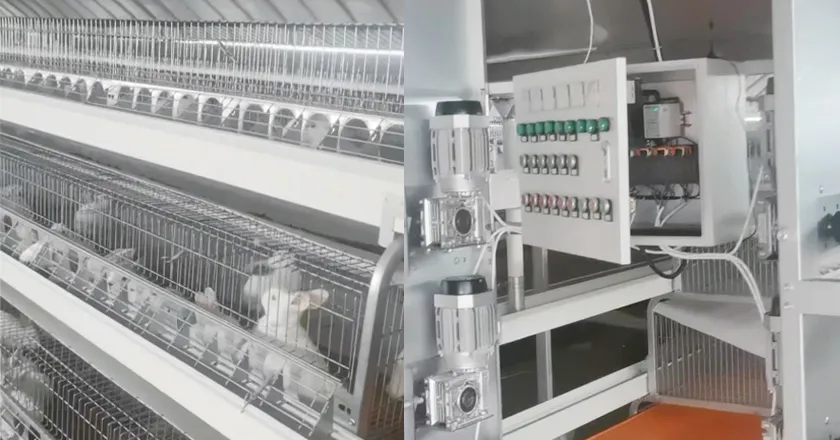 Step 24 Cage Automatic Feeding Machine for Rabbits