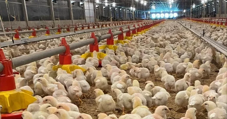 Broiler Floor Farming Equipment