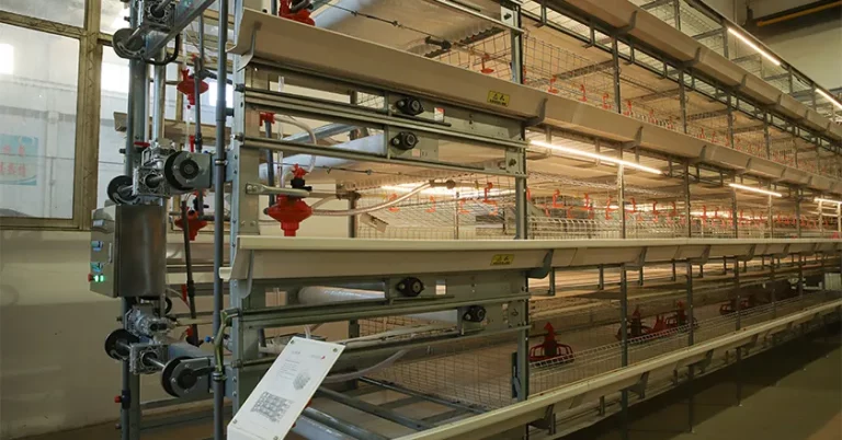 H-Type Automatic Broiler Cage with Harvesting System