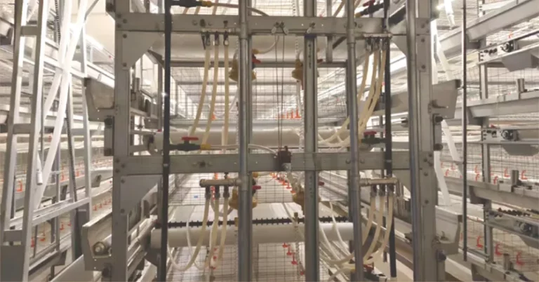 H-Type Automatic Broiler Battery Cage System