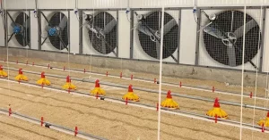 Broiler Floor Farming Equipment