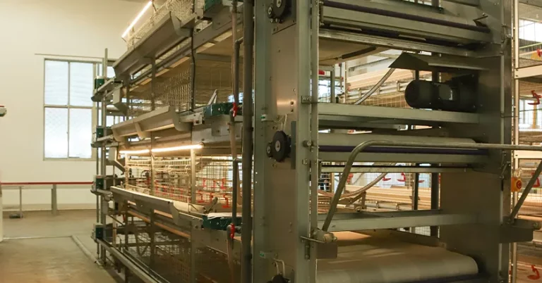 Fully Automatic Layer Brooder Cages