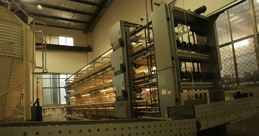 H-Type Automatic Broiler Cage with Harvesting System