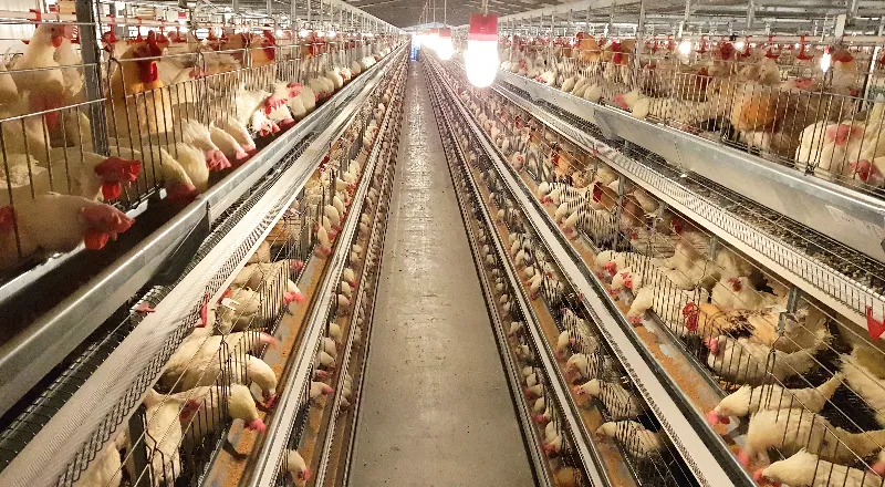 Automatic Breeder Cage System for Parent Stock Farming