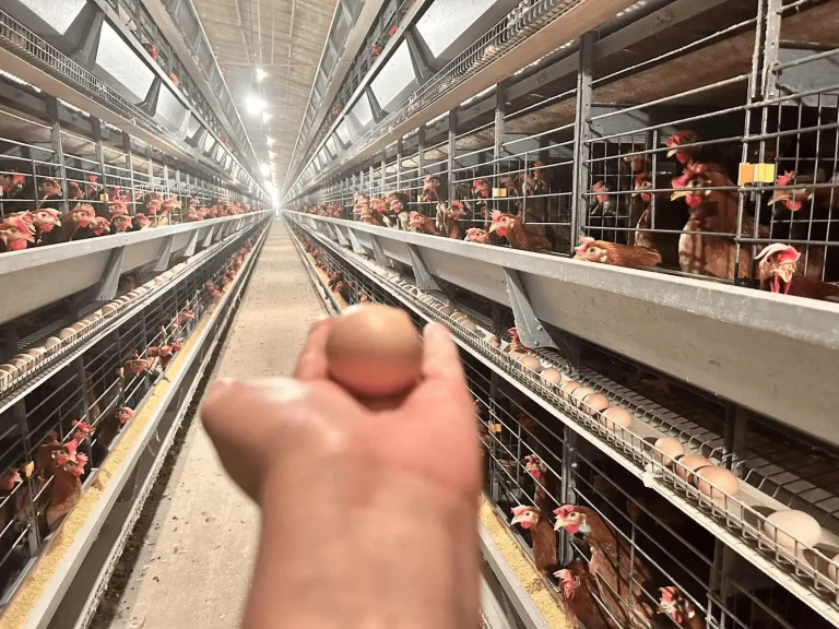 Beginner’s Guide: How to Start a Chicken Farm Step by Step (For Complete Beginners)