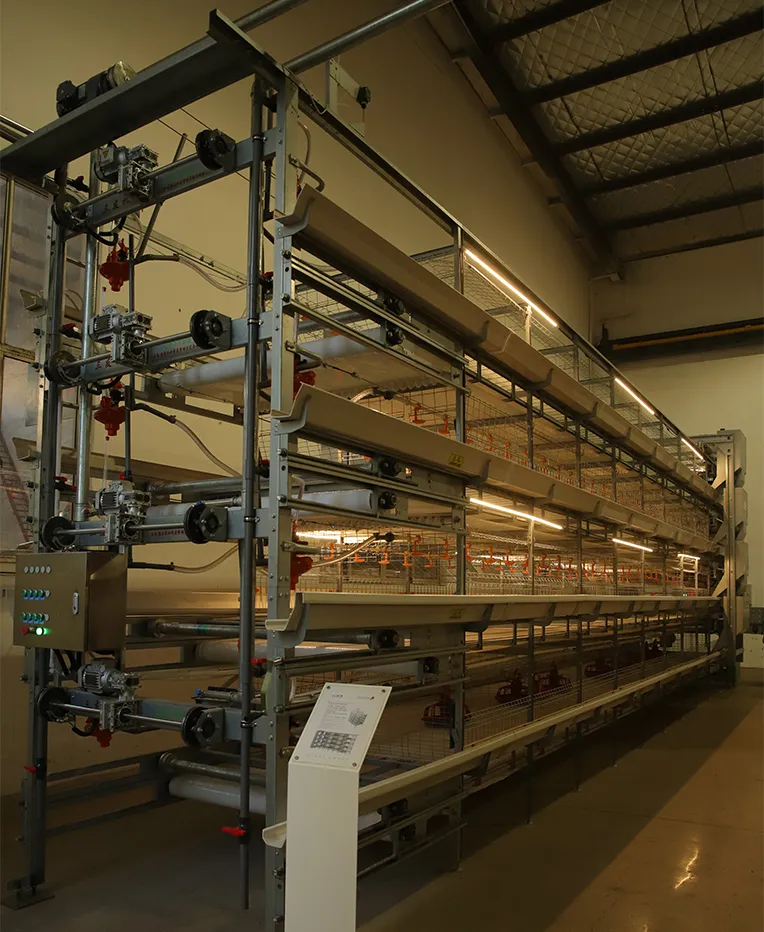 Broiler Production Systems