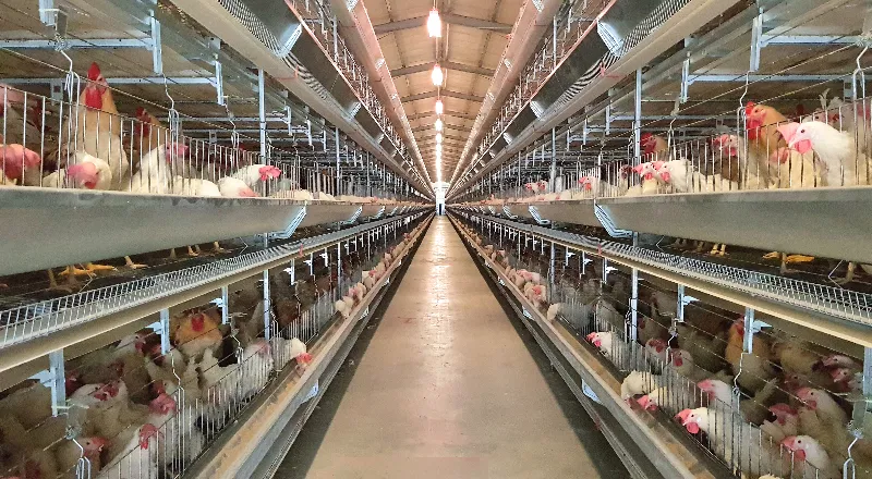 Automatic Breeder Cage System for Parent Stock Farming
