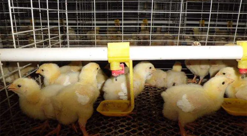 Hatchery & Brooding System for Poultry Farming