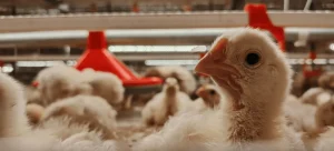 How to Start a Chicken Farm Step by Step (For Complete Beginners)