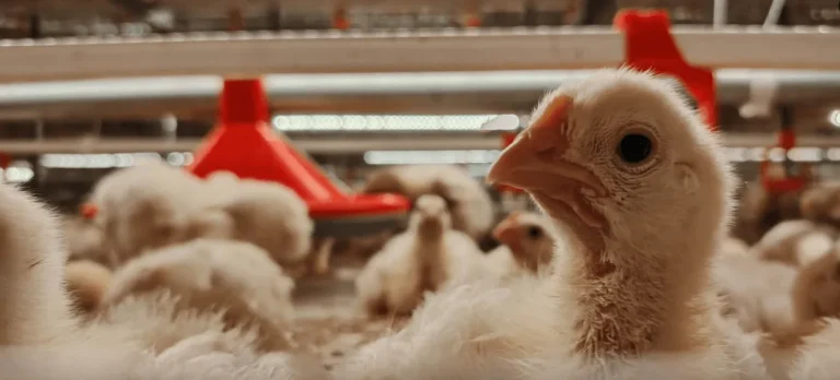 Automatic Feeding System for Modern Farms: How Automated Feeding Systems Improve Feed Efficiency, Precision & Productivity