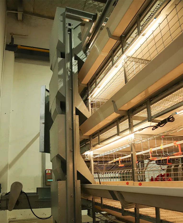 Broiler Production Systems