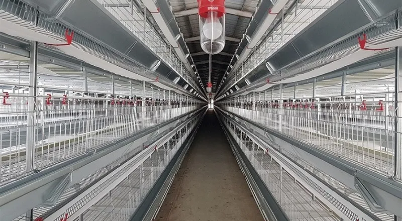 Automatic Breeder Cage System for Parent Stock Farming