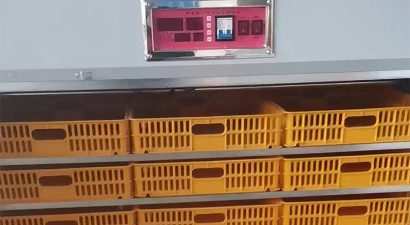 Hatchery & Brooding System for Poultry Farming