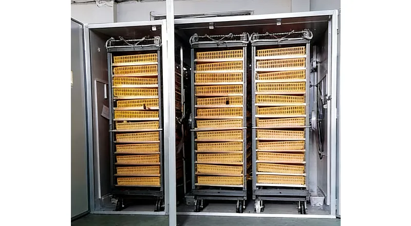 Hatchery & Brooding System for Poultry Farming