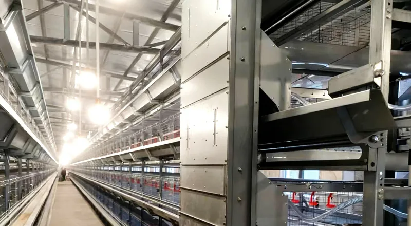 Hatchery & Brooding System for Poultry Farming